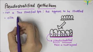 Pseudostratified Epithelium  Type  Function  Location [upl. by Atirrehs583]