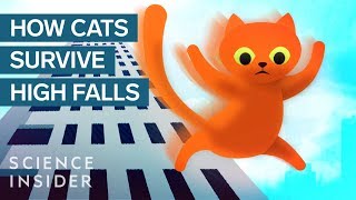 How This Cat Survived A 32Story Fall [upl. by Mozza]