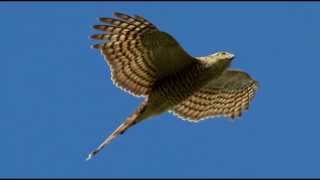 Sparrowhawk Bird Call Bird Song [upl. by Ruyle743]