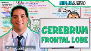 Neurology  Cerebrum Frontal Lobe Anatomy amp Function [upl. by Einnus]