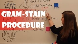 Gram Stain Procedure [upl. by Veronica]