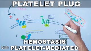 Platelet Plug Formation  Platelet Mediated Hemostasis [upl. by Padriac]