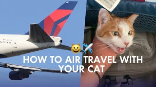 How to Air Travel with Your Cat FIRST FLIGHT Tips [upl. by Sunderland375]