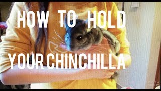 How To HoldPick Up A Chinchilla [upl. by Borroff]