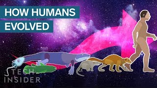 Incredible Animation Shows How Humans Evolved From Early Life [upl. by Hilario]