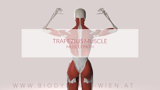 Trapezius Muscle Musclepath 3D Animation [upl. by Akibma]