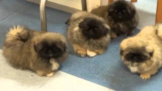 Pekingese puppies in Kennel Kaimon Gerheil [upl. by Hsakiv]