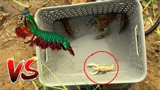 RARE white Lobster VS Mantis Shrimp Catch amp Feed [upl. by Bradan]