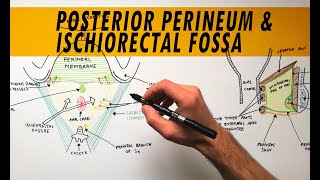 Posterior Perineum amp Ischiorectal Fossa  Anatomy Tutorial [upl. by Missak848]