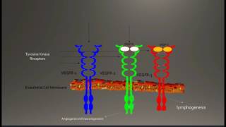 Vascular Endothelial Growth FactorA VEGFA [upl. by Latsirhc371]