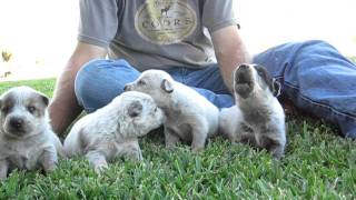 Red Heeler Puppies Singing [upl. by Merla]