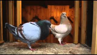 Documentary on Fancy Pigeon Breeding [upl. by Alecram]