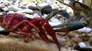 crayfish lobster fight [upl. by Birchard]