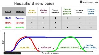 Hepatitis B serologies [upl. by Kieran]