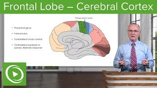 Frontal Lobe – Cerebral Cortex  Lecturio [upl. by Ardme954]