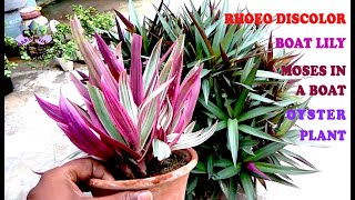 Grow and care guide for Rhoeo discolor Boat lily Oyster plant an ornamental houseplant [upl. by Tterrej]