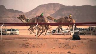 Camel Race  Wadi Rum Jordan  HD [upl. by Almeria679]