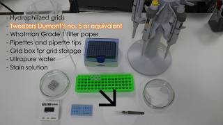 2 Sample preparation negative staining [upl. by Duaner]