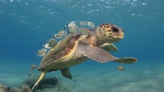 Loggerhead sea turtle cleaning stations [upl. by Ahseirej570]