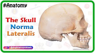 Anatomy of the Skull  Norma Lateralis [upl. by Hgielak167]