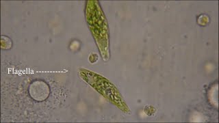 Euglena  The Flagellate [upl. by Gazzo]