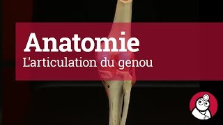 Anatomie Larticulation du genou [upl. by Harat]