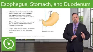 Foregut Development Esophagus amp Stomach – Embryology  Lecturio [upl. by Eiderf]