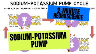 2Minute Neuroscience SodiumPotassium Pump [upl. by Obelia]