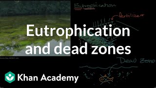 Eutrophication and dead zones  Ecology  Khan Academy [upl. by Retsek740]