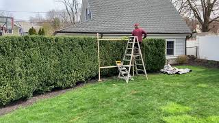 Ingenious Way to Trim a Hedge to a Straight Edge Top [upl. by Alastair]