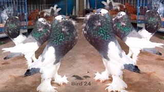 Pouter pigeon flying  Pouter pigeon breeding  10 most beautiful fancy pigeon collection [upl. by Tem992]