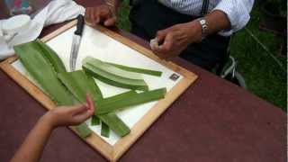 How to make Aloe Vera gel [upl. by Haiasi]