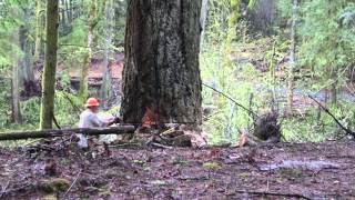 Logging in Washington State  April 2014 [upl. by Ramiah]