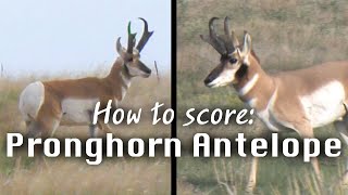 How to Judge Antelope in the Field  Mike Eastmans Trophy Hunting Tips [upl. by Enila]