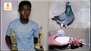 Pigeons voyageurs  A la découverte du champion de colombophilie Abdou Karim Thiam Senego Tv [upl. by Dierolf]