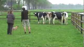 Australian Cattle Dog Herding Cows First Time [upl. by Devaney379]