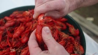 How To Eat a Crawfish [upl. by Ecirual]