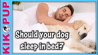 Should your dog sleep in your bed [upl. by Skelly]