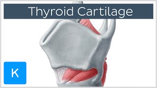 Thyroid Gland Hormones and Thyroid Problems Animation [upl. by Cone485]