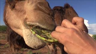 Camel eats cactus in seconds جمل [upl. by Barden265]