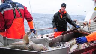 Skrei fishing in Norway [upl. by Eynaffit]