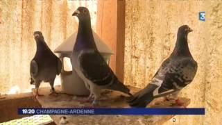 Découverte de la colombophilie à Margut dans les Ardennes [upl. by Darcy]