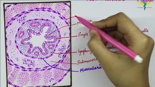 Histology of Vermiform Appendix [upl. by Evey]