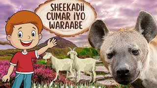 SHEEKADII CUMAR IYO WARAABE  SHEEKO CARUUREED [upl. by Rockel]