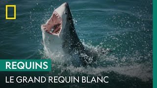 Le grand requin blanc dépeceur de mammifères [upl. by Neggem]