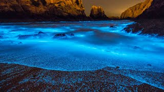 What Is Bioluminescence [upl. by Durnan268]