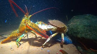 Lobster vs Crab [upl. by Gaspard]