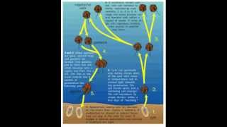 Life Cycle of the Dinoflagellates [upl. by Bogusz]