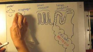 Digestive Physiology [upl. by Aidil]