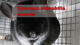 Most common chinchilla sounds [upl. by Jardena]